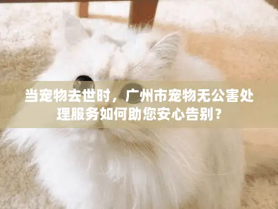 当宠物去世时，广州市宠物无公害处理服务如何助您安心告别？