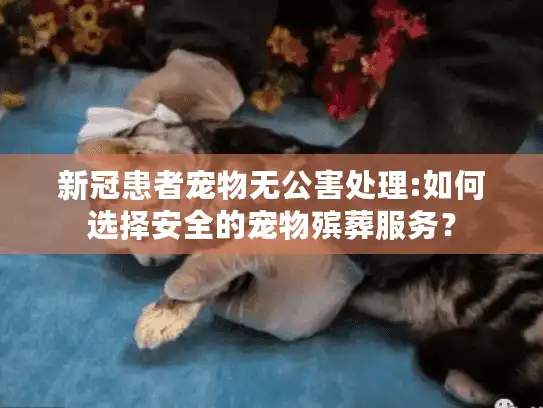 新冠患者宠物无公害处理:如何选择安全的宠物殡葬服务？