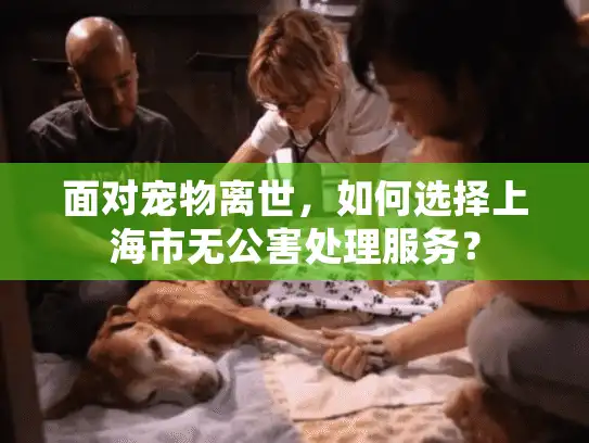 面对宠物离世，如何选择上海市无公害处理服务？
