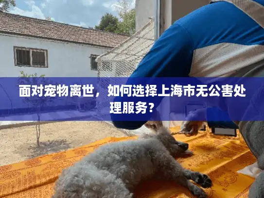 面对宠物离世，如何选择上海市无公害处理服务？
