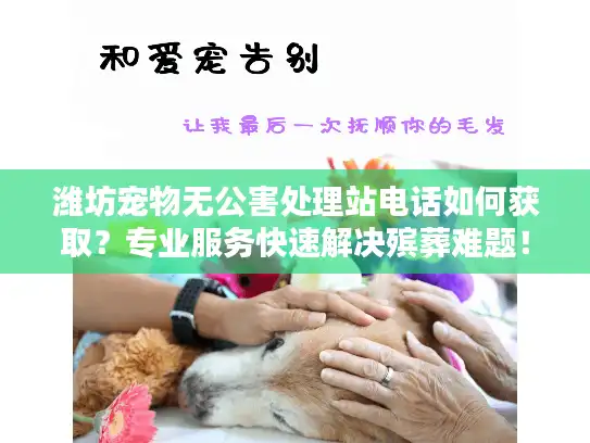 潍坊宠物无公害处理站电话如何获取？专业服务快速解决殡葬难题！