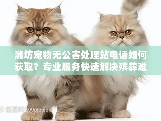 潍坊宠物无公害处理站电话如何获取？专业服务快速解决殡葬难题！