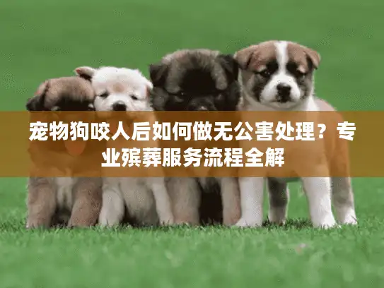 宠物狗咬人后如何做无公害处理？专业殡葬服务流程全解