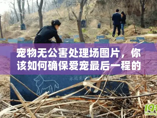 宠物无公害处理场图片，你该如何确保爱宠最后一程的安全与环保？