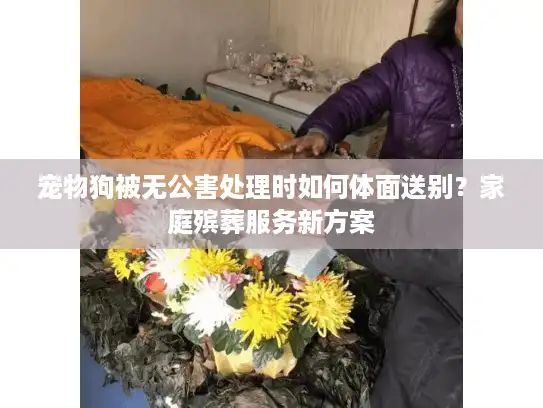 宠物狗被无公害处理时如何体面送别？家庭殡葬服务新方案