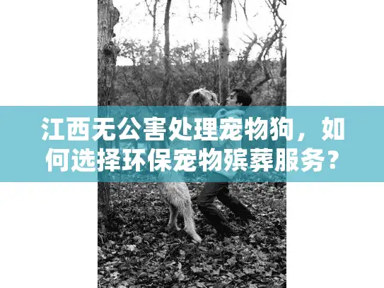 江西无公害处理宠物狗，如何选择环保宠物殡葬服务？