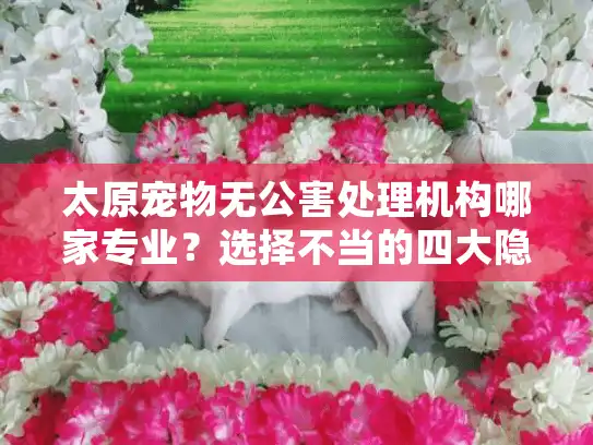 太原宠物无公害处理机构哪家专业？选择不当的四大隐患与解决方案
