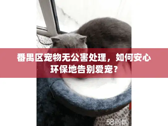 番禺区宠物无公害处理，如何安心环保地告别爱宠？