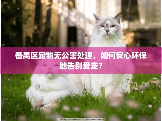 番禺区宠物无公害处理，如何安心环保地告别爱宠？
