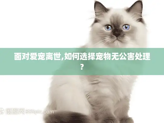 面对爱宠离世,如何选择宠物无公害处理?