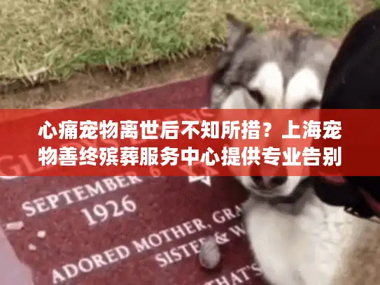 心痛宠物离世后不知所措？上海宠物善终殡葬服务中心提供专业告别方案
