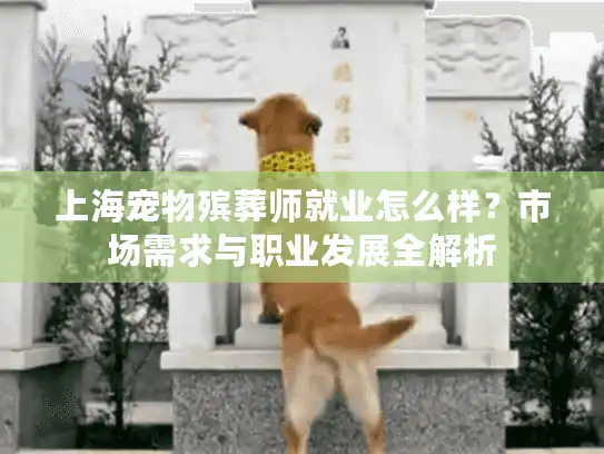 上海宠物殡葬师就业怎么样？市场需求与职业发展全解析