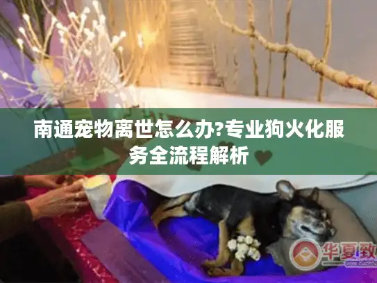 南通宠物离世怎么办?专业狗火化服务全流程解析