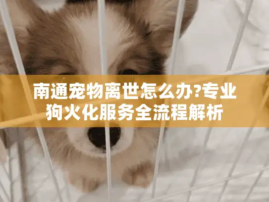 南通宠物离世怎么办?专业狗火化服务全流程解析