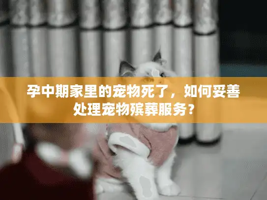 孕中期家里的宠物死了，如何妥善处理宠物殡葬服务？