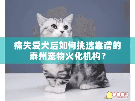 痛失爱犬后如何挑选靠谱的泰州宠物火化机构？