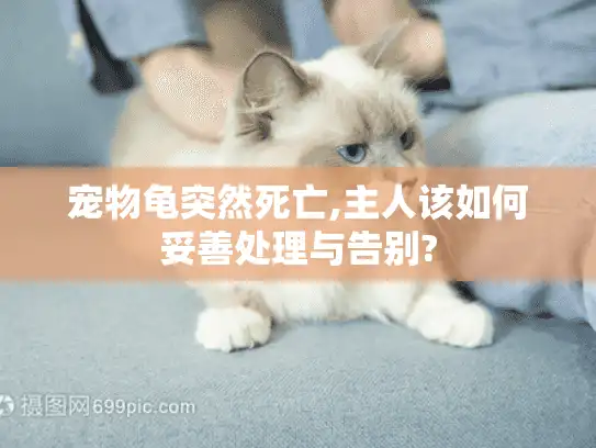 宠物龟突然死亡,主人该如何妥善处理与告别?