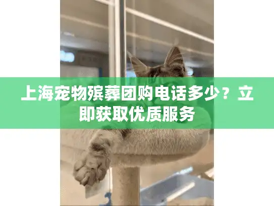 上海宠物殡葬团购电话多少？立即获取优质服务