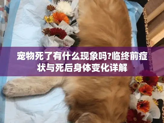 宠物死了有什么现象吗?临终前症状与死后身体变化详解