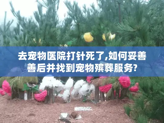 去宠物医院打针死了,如何妥善善后并找到宠物殡葬服务?