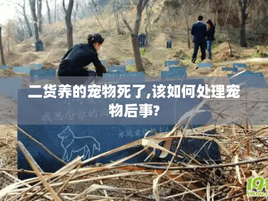 二货养的宠物死了,该如何处理宠物后事?