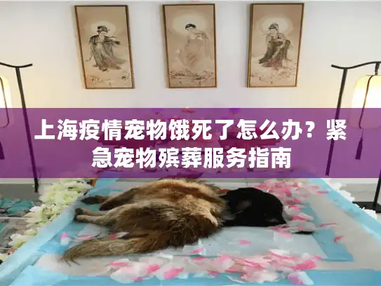 上海疫情宠物饿死了怎么办？紧急宠物殡葬服务指南