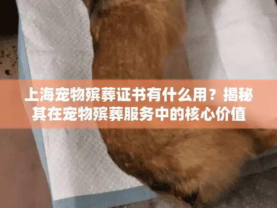 上海宠物殡葬证书有什么用？揭秘其在宠物殡葬服务中的核心价值