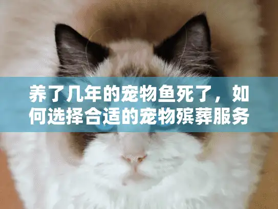 养了几年的宠物鱼死了，如何选择合适的宠物殡葬服务？