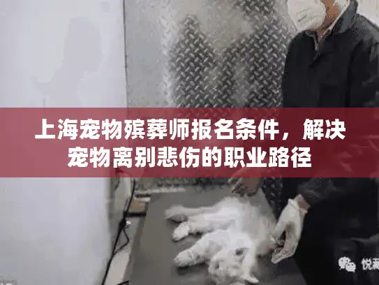 上海宠物殡葬师报名条件，解决宠物离别悲伤的职业路径