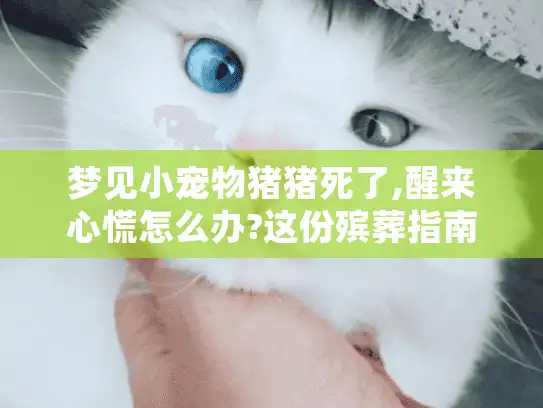 梦见小宠物猪猪死了,醒来心慌怎么办?这份殡葬指南抚慰你