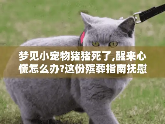 梦见小宠物猪猪死了,醒来心慌怎么办?这份殡葬指南抚慰你