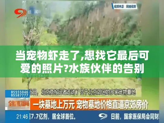 当宠物虾走了,想找它最后可爱的照片?水族伙伴的告别指南来了