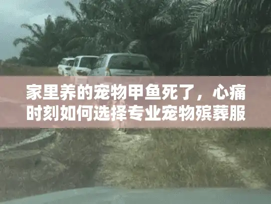 家里养的宠物甲鱼死了，心痛时刻如何选择专业宠物殡葬服务？