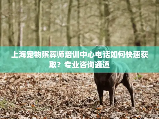 上海宠物殡葬师培训中心电话如何快速获取？专业咨询通道