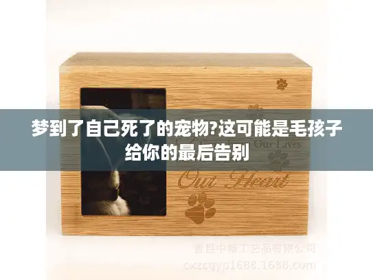 梦到了自己死了的宠物?这可能是毛孩子给你的最后告别