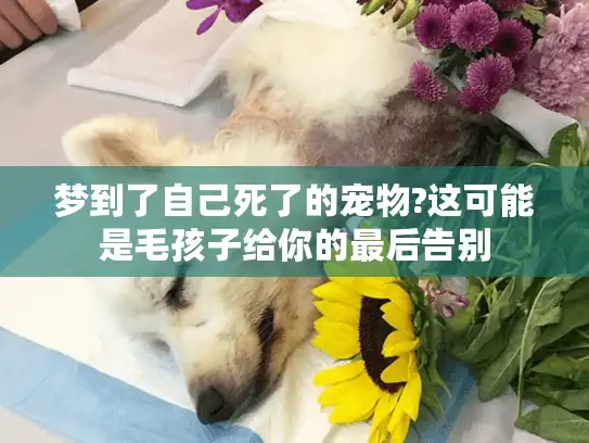 梦到了自己死了的宠物?这可能是毛孩子给你的最后告别