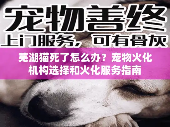 芜湖猫死了怎么办？宠物火化机构选择和火化服务指南