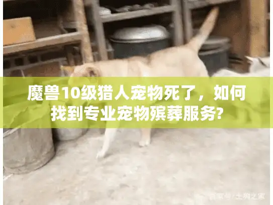 魔兽10级猎人宠物死了，如何找到专业宠物殡葬服务?