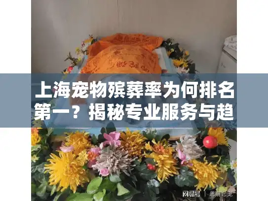 上海宠物殡葬率为何排名第一？揭秘专业服务与趋势需求