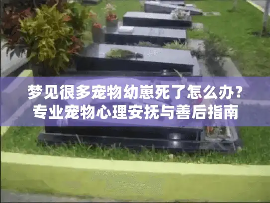 梦见很多宠物幼崽死了怎么办？专业宠物心理安抚与善后指南