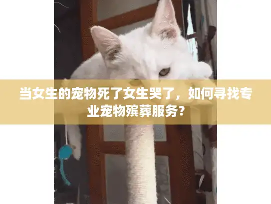 当女生的宠物死了女生哭了，如何寻找专业宠物殡葬服务？