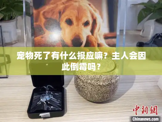 宠物死了有什么报应嘛？主人会因此倒霉吗？