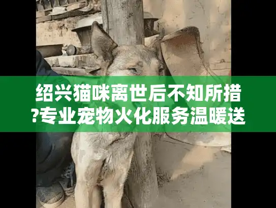 绍兴猫咪离世后不知所措?专业宠物火化服务温暖送别指南