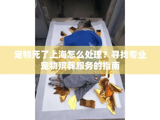宠物死了上海怎么处理？寻找专业宠物殡葬服务的指南