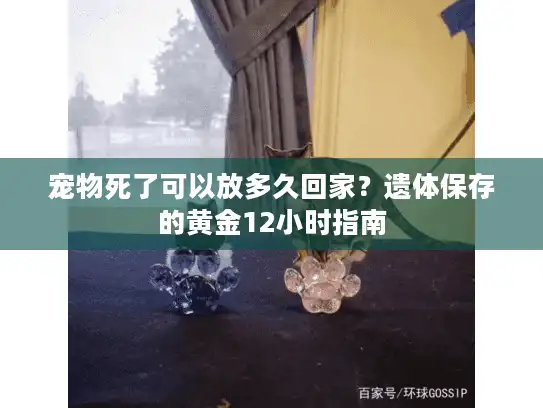 宠物死了可以放多久回家？遗体保存的黄金12小时指南