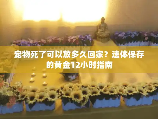 宠物死了可以放多久回家？遗体保存的黄金12小时指南