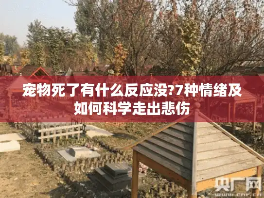 宠物死了有什么反应没?7种情绪及如何科学走出悲伤