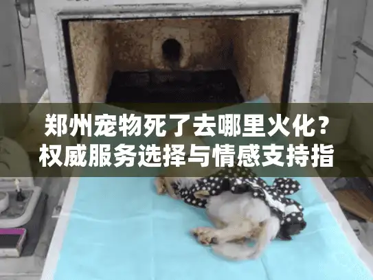 郑州宠物死了去哪里火化？权威服务选择与情感支持指南