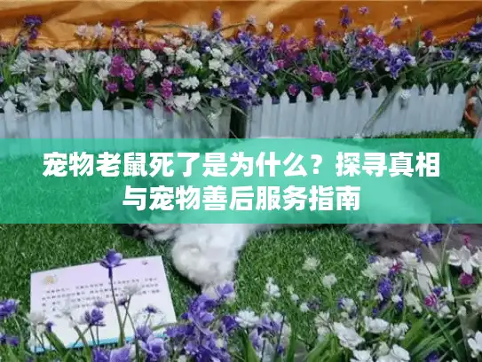 宠物老鼠死了是为什么？探寻真相与宠物善后服务指南