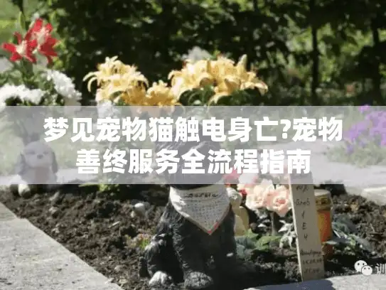 梦见宠物猫触电身亡?宠物善终服务全流程指南